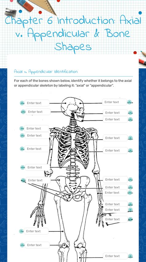 axial and appendicular skeleton worksheet answers